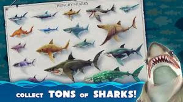 hungry shark latest